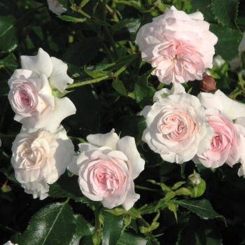 Роза Ларисса (Rosa floribunda Larissa)